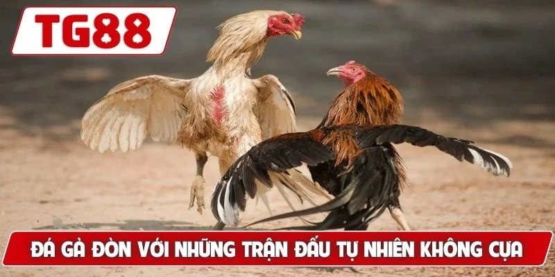 Đá gà đòn với những trận đấu tự nhiên, không dùng cựa