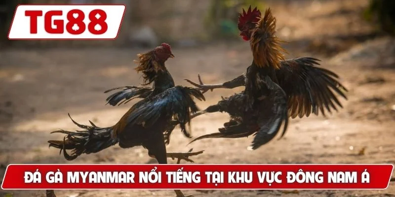 Đá gà Myanmar nổi tiếng tại khu vực Đông Nam Á